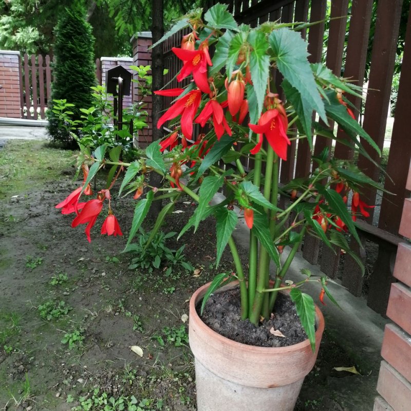 Réz Józsefné kertje 03